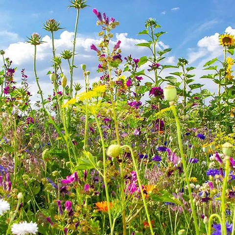 Bunte Blumenwiese im Sonnenschein vor blauem Himmel, symbolisiert die Vielfalt und Nachhaltigkeit der Pfreundt-Produktsysteme.
