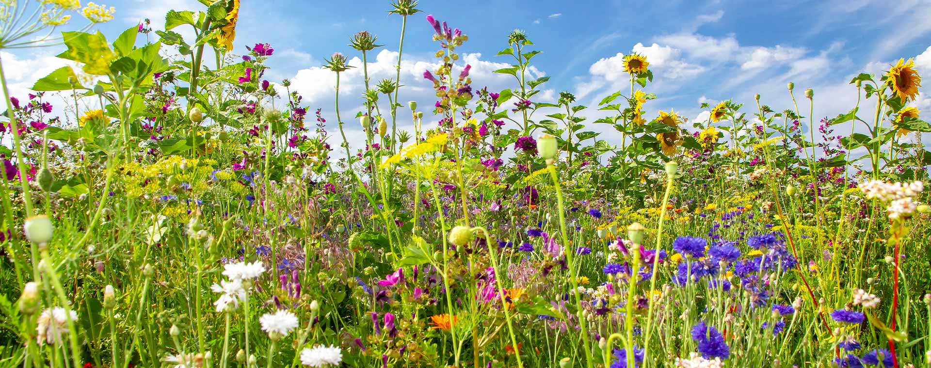 Bunte Blumenwiese unter klarem Himmel, symbolisiert Vielfalt und Wachstum, ideal für Pfreundts mobile Wiegesysteme.
